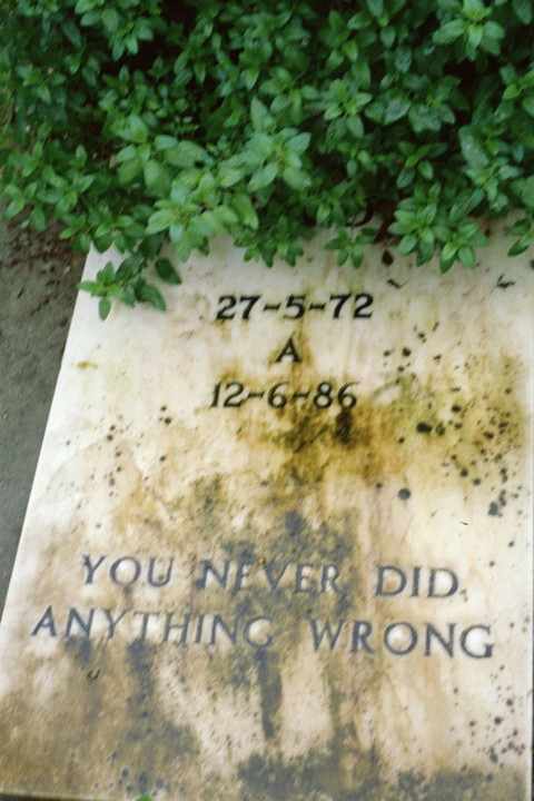 You never did anything wrong (2024)