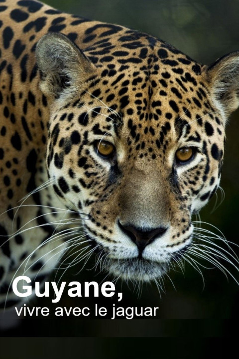 Guyane, vivre avec le jaguar (2024)