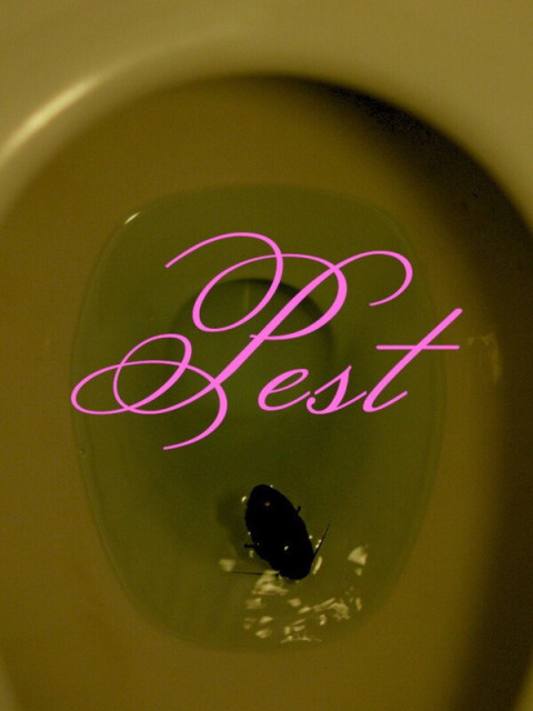 Pest (2024)