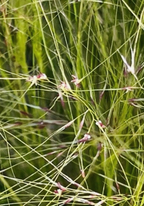 Dreams Reveal a Weightless World (2024)