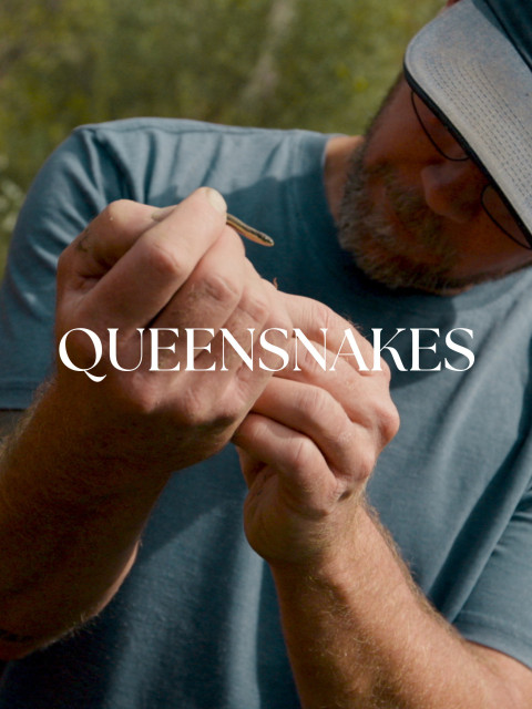 Queensnakes (2024)