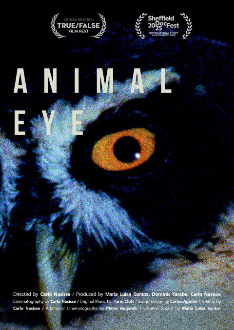 Animal Eye (2025)