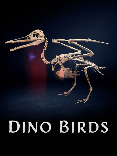 Dino Birds (2025)