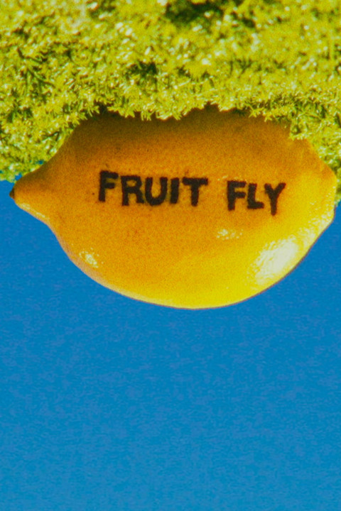 Fruit Fly (2025)
