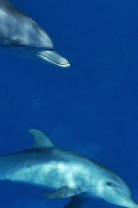 Meditate like a Dolphin (2025)