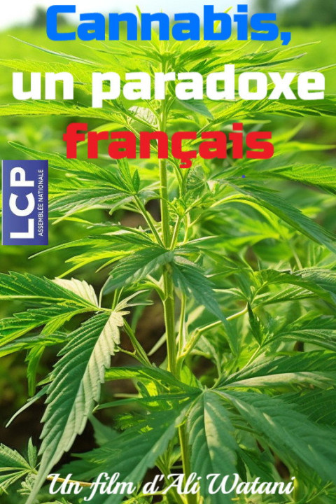 Cannabis, un paradoxe français (2025)