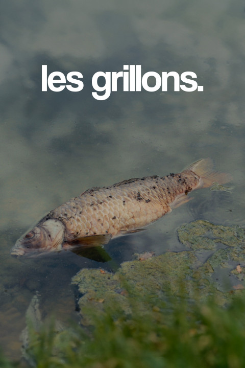 les grillons. (2025)