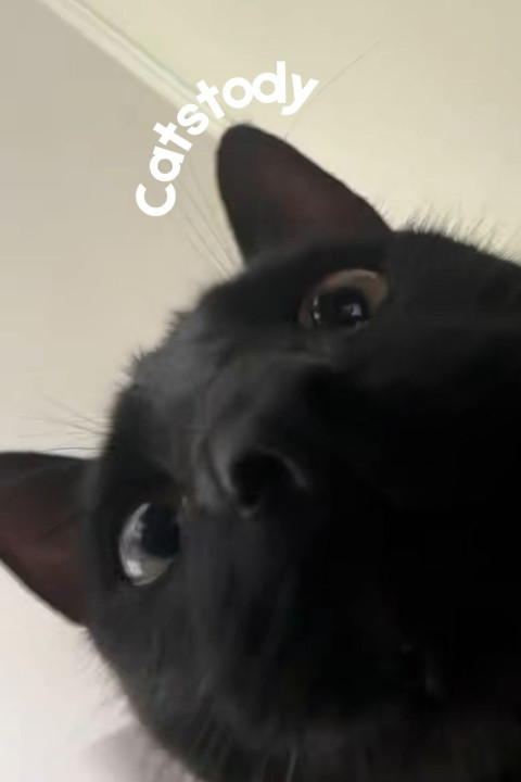 Catstody (2025)