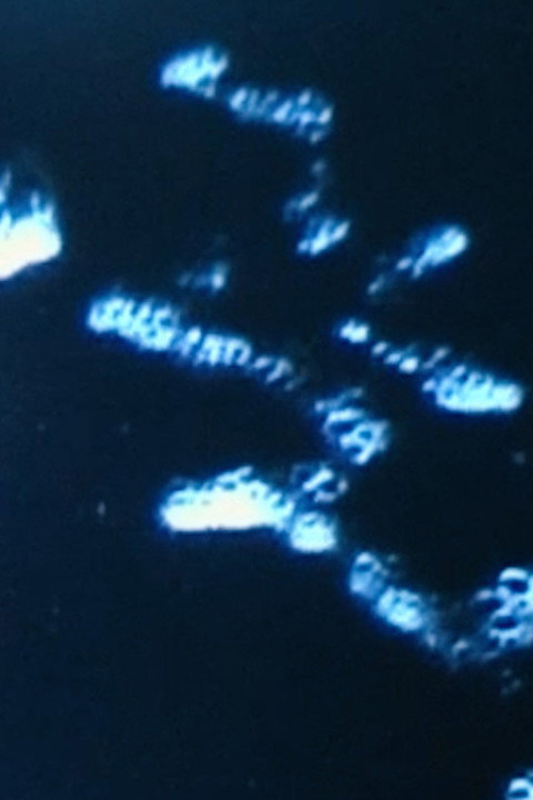 Formosa (2025)