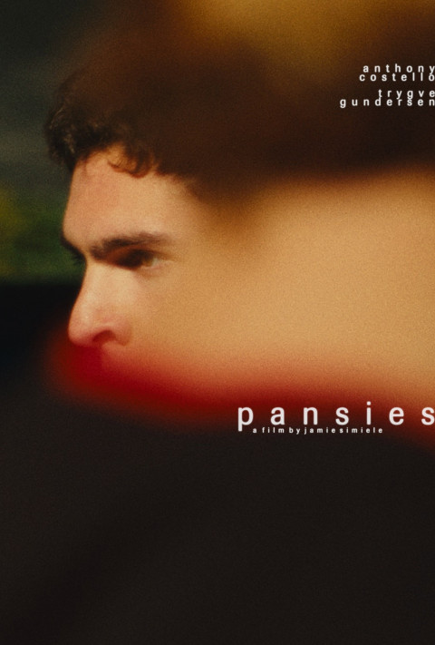 pansies (2025)