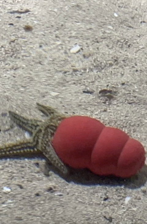Atlantaquaria (2025)