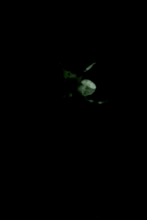Flooded Moonlight (2025)