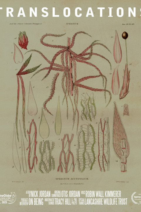 Translocations (2025)