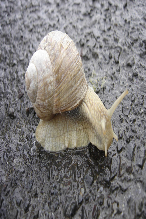 The Snail (2025)