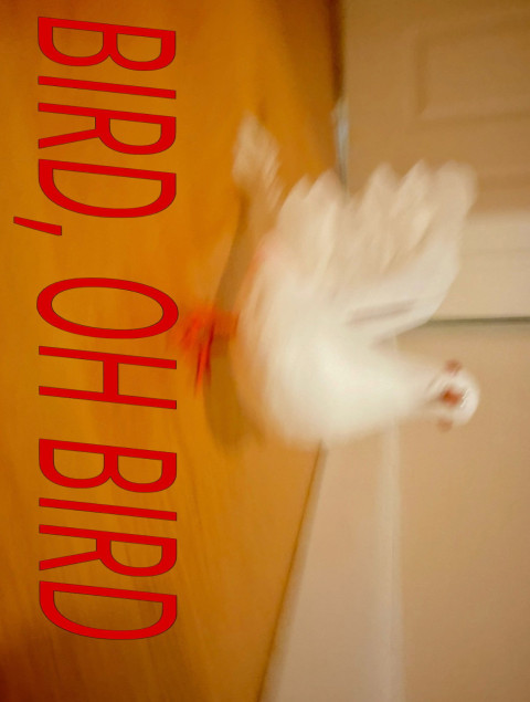 Bird, Oh Bird (2026)