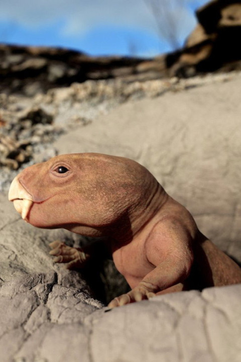 Mammal Origins (2026)