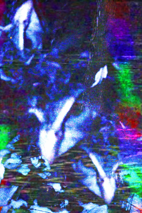 crow.mp4 (2026)