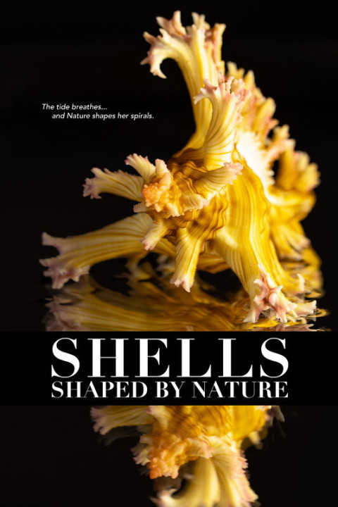 Shells: Shaped by Nature (2026)