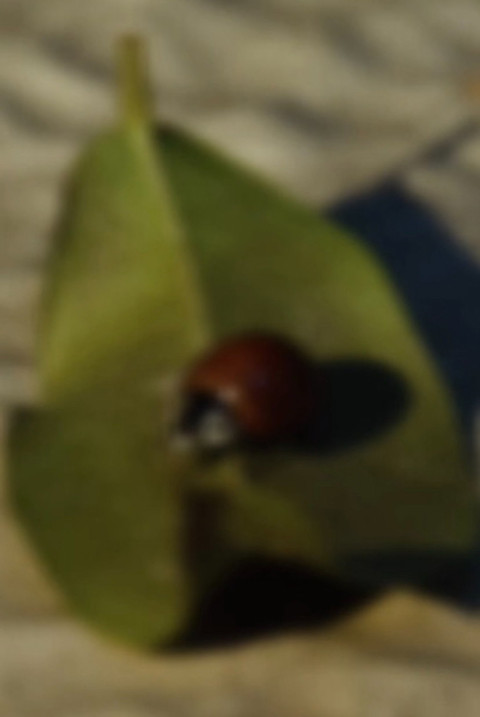 Myopia (2026)
