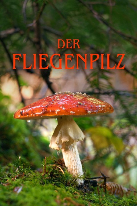 Der Fliegenpilz (2026)