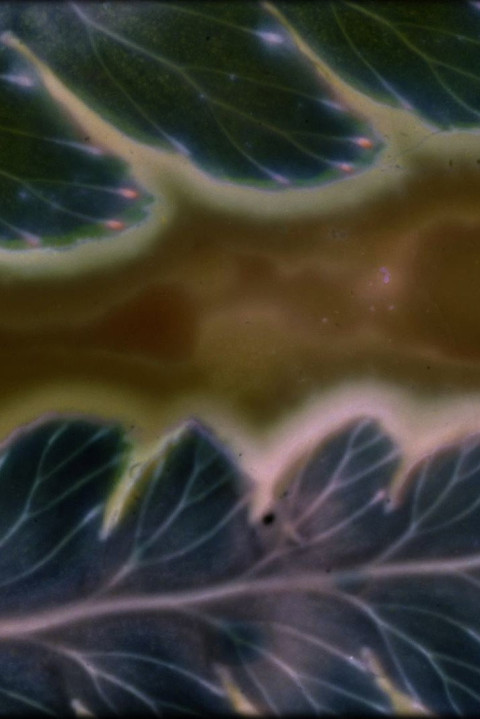 Phytophonics (2026)