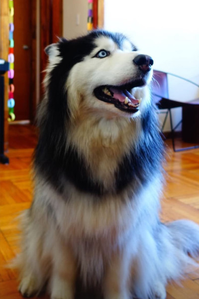 Taro